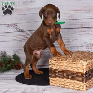 Jasper, Doberman Pinscher Puppy